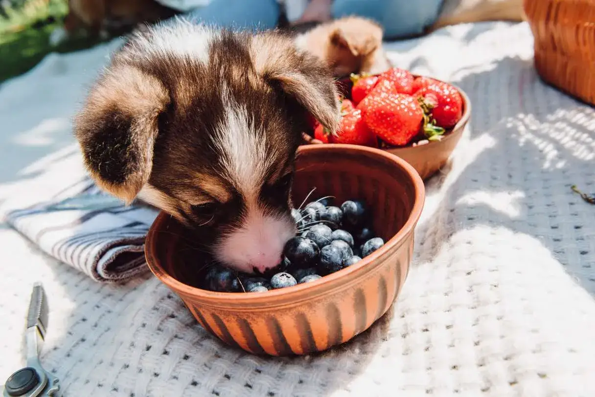 Szczeniak corgi próbuje borówek z miseczki. Czy pies może jeść borówki? Tak, w małych ilościach są zdrowe!
