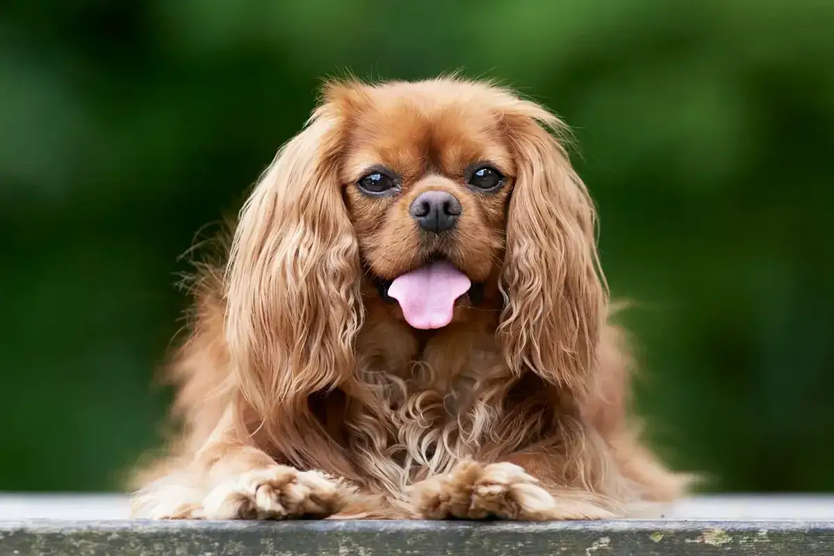 Uroczy cavalier king charles spaniel z długą, falującą sierścią i wystawionym językiem, leżący na ławce.