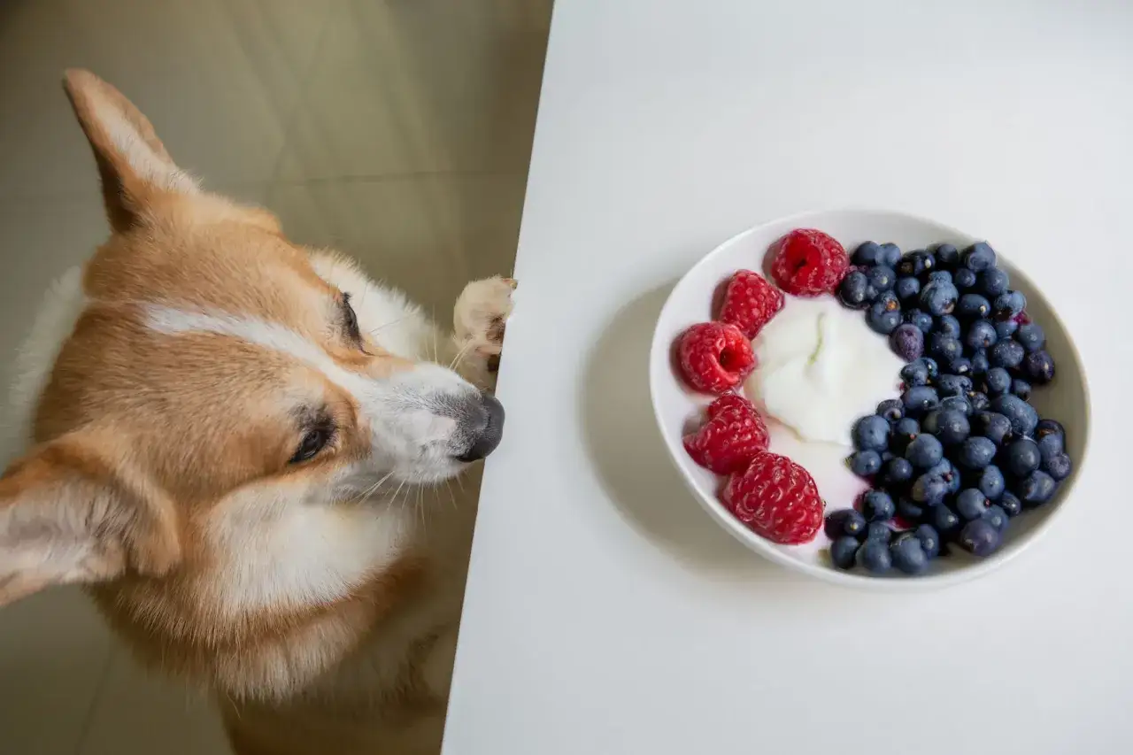 Corgi z zaciekawieniem spogląda na miseczkę z jogurtem naturalnym i owocami. Czy pies może jeść jogurt naturalny?