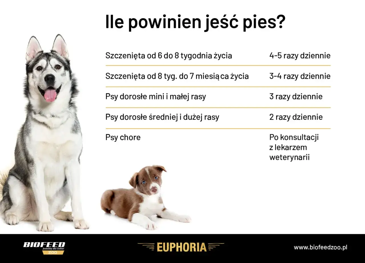 Ile razy dziennie karmić psa? Tabela podpowiada: szczenięta 4-5 razy, dorosłe 2-3 razy. Chore psy po konsultacji z weterynarzem.