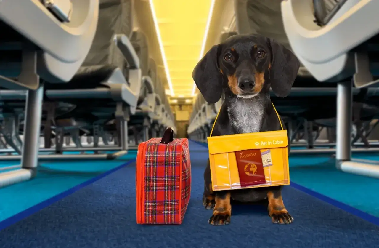 Jamnik z walizką i paszportem dla zwierząt gotowy na podr&oacute;ż samolotem. Ryanair przew&oacute;z psa to prosta sprawa!