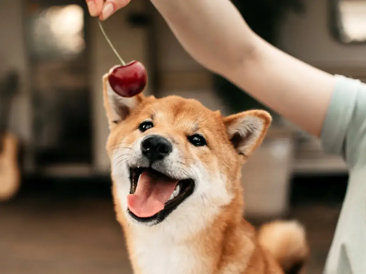 Uśmiechnięty pies rasy Shiba Inu patrzy na wisienkę. Czy pies może jeść czereśnie? To pytanie nurtuje wielu właścicieli.