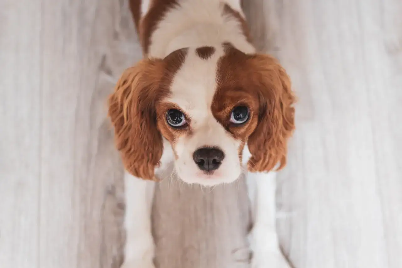 Uroczy piesek rasy Cavalier King Charles Spaniel, jedna z najsłodszych małych ras psów, patrzy z nadzieją.