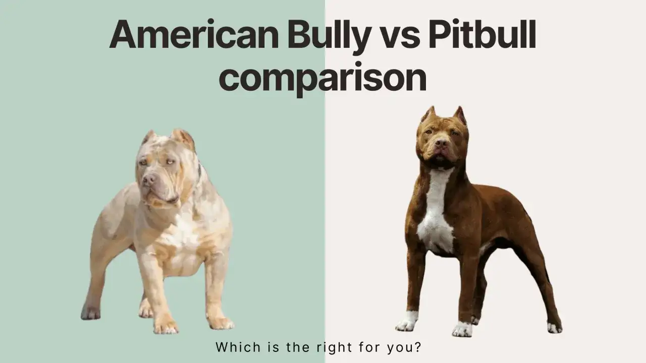 Porównanie dwóch ras psów: jasny American Bully i brązowy pies w typie pitbull.