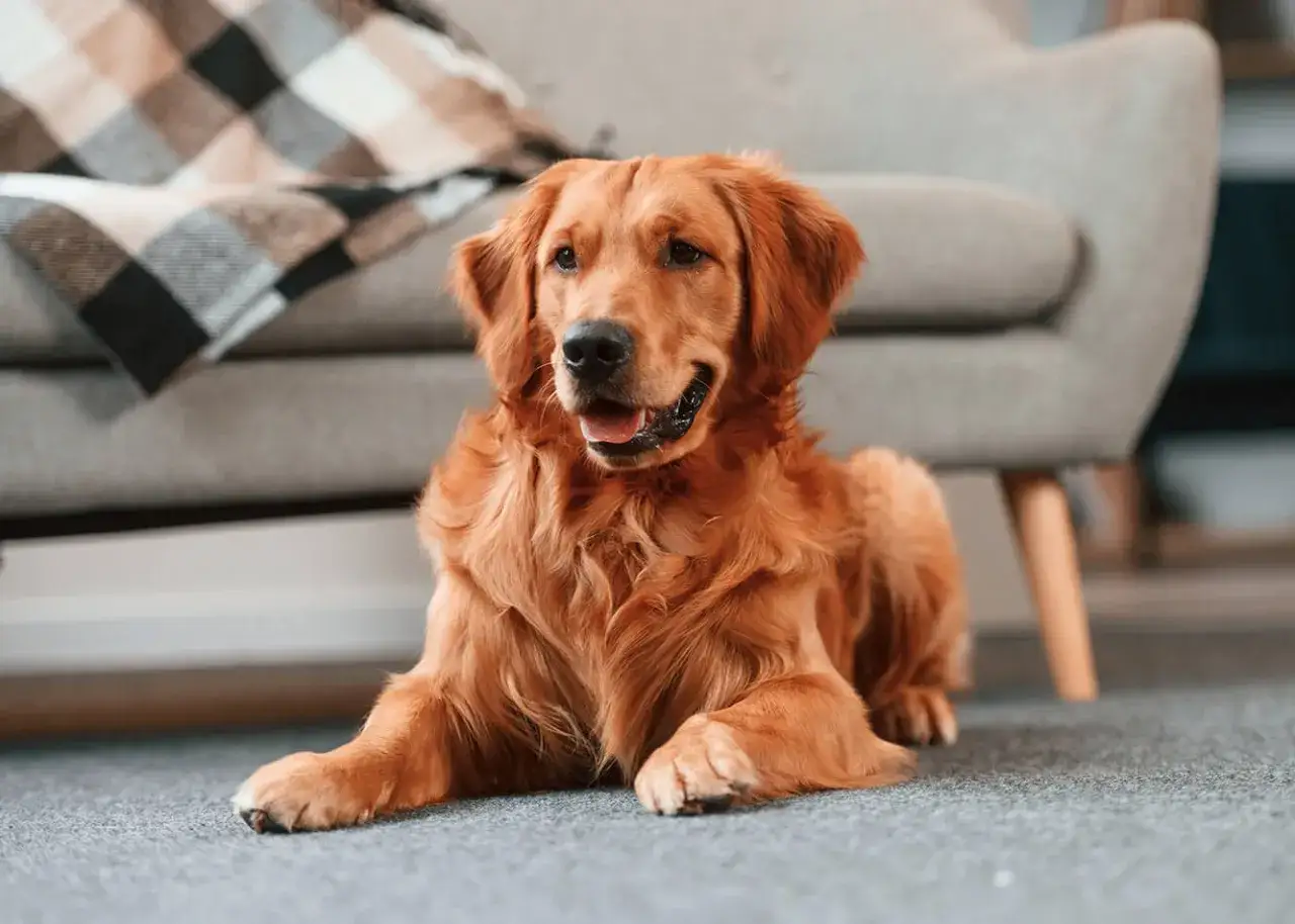 Zmartwiony golden retriever leży na dywanie obok kanapy. Może to być objaw lęku separacyjnego u szczeniaka, który tęskni za opiekunem.