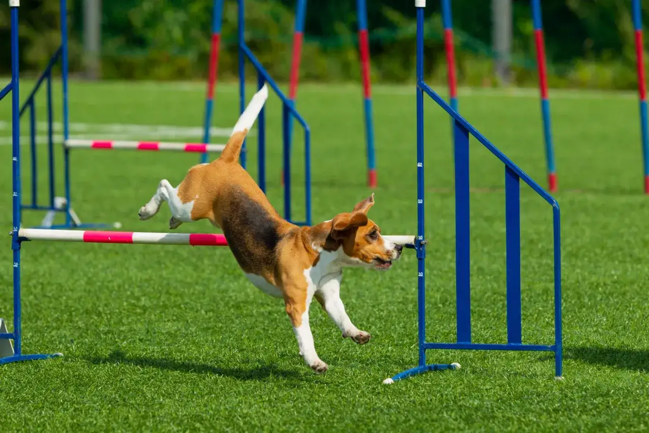 Beagle skacze przez przeszkodę na torze agility. To dynamiczne psie sporty, gdzie liczy się szybkość i zwinność.