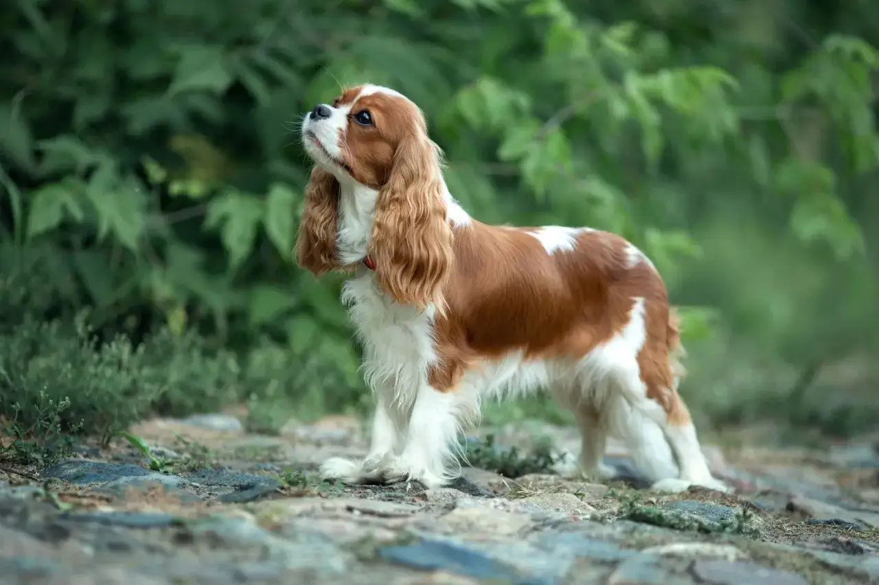 Uroczy cavalier king charles spaniel o rudych i białych łapkach, z długimi, falującymi uszami, patrzy w górę, stojąc na kamienistej ścieżce wśród zieleni.
