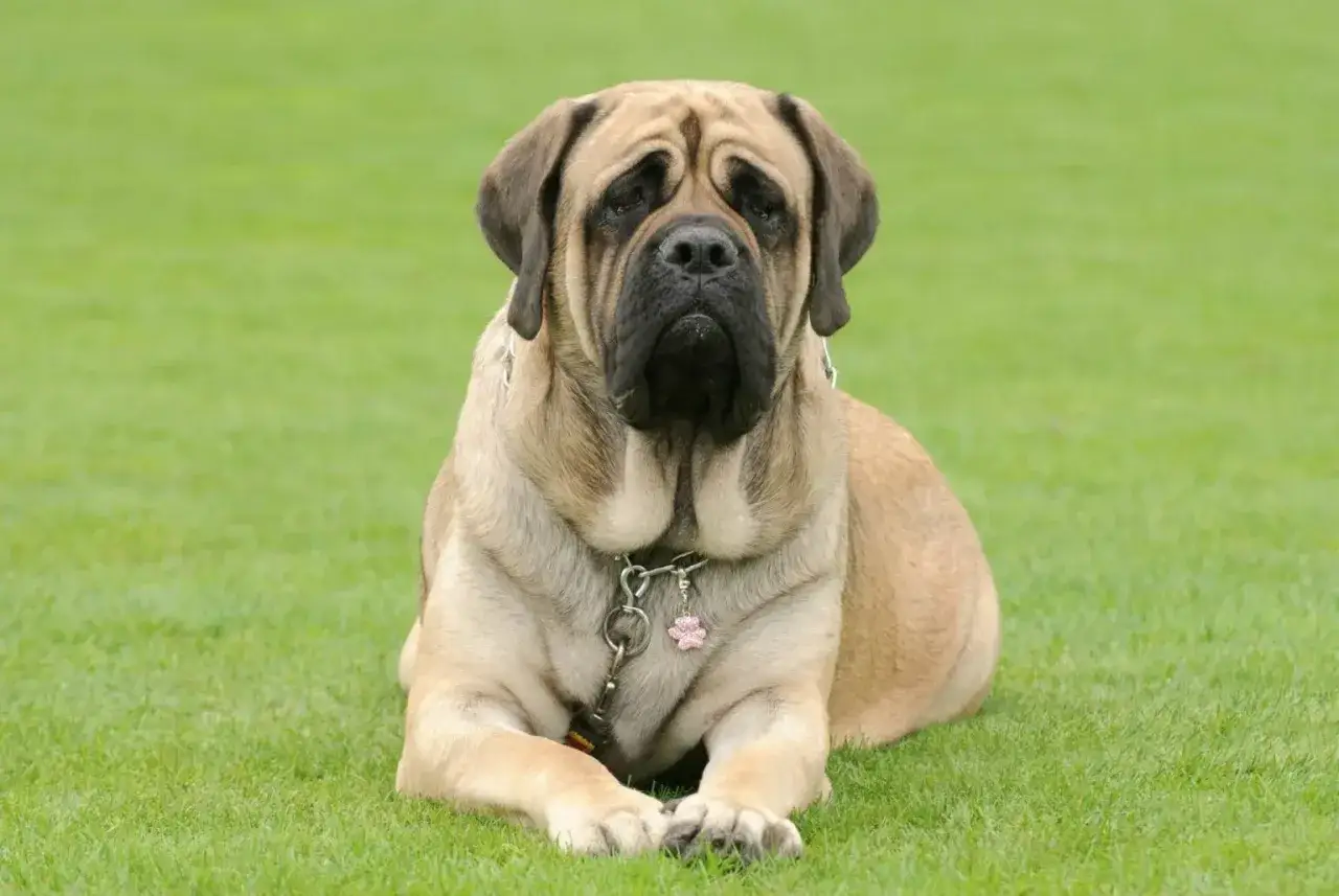 Potężny english mastiff leży na trawie, z charakterystyczną, łagodną miną i zwisającymi fałdami skóry.