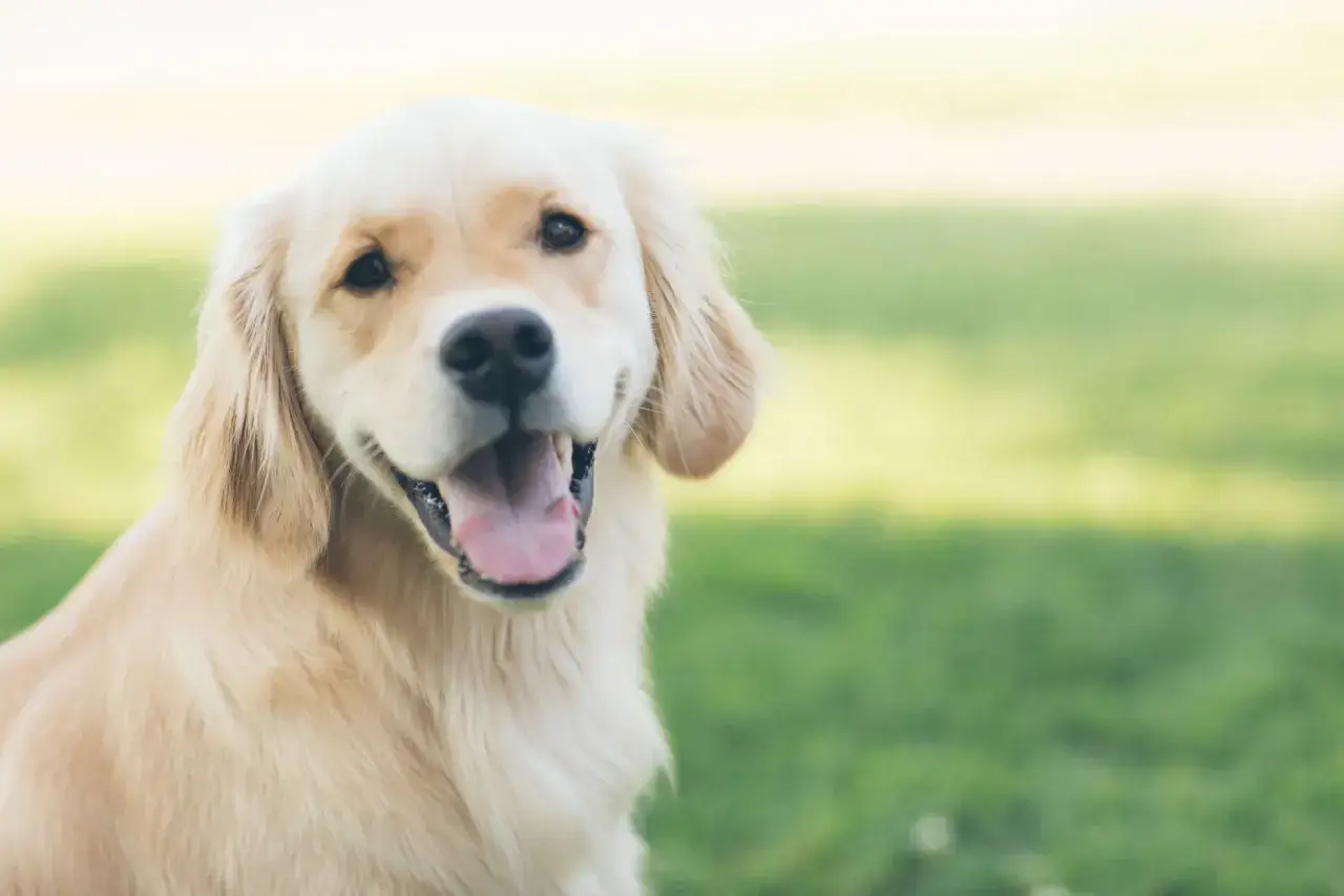 Uśmiechnięty golden retriever na trawie. Czy golden retriever jest agresywny? Ten piesek zaprzecza.