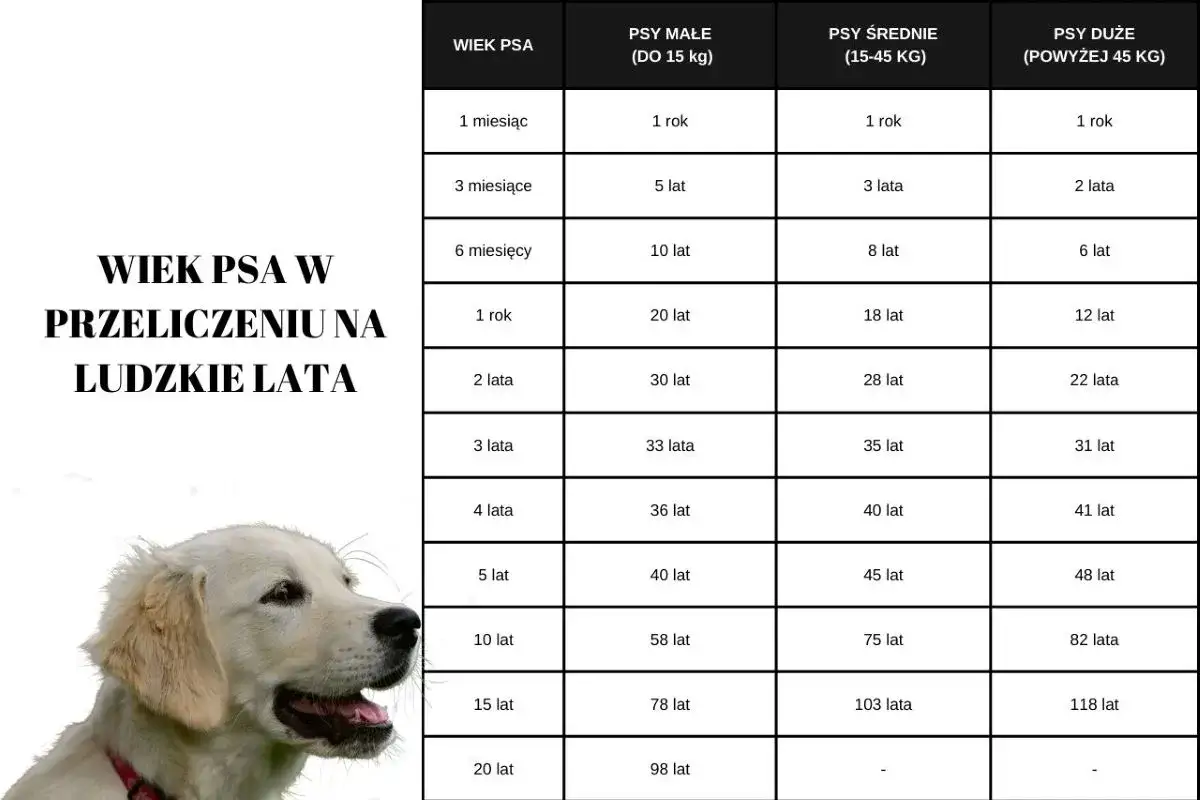 Tabela porównuje wiek psa w ludzkich latach, pokazując, ile żyje golden retriever i inne rasy w zależności od wielkości.
