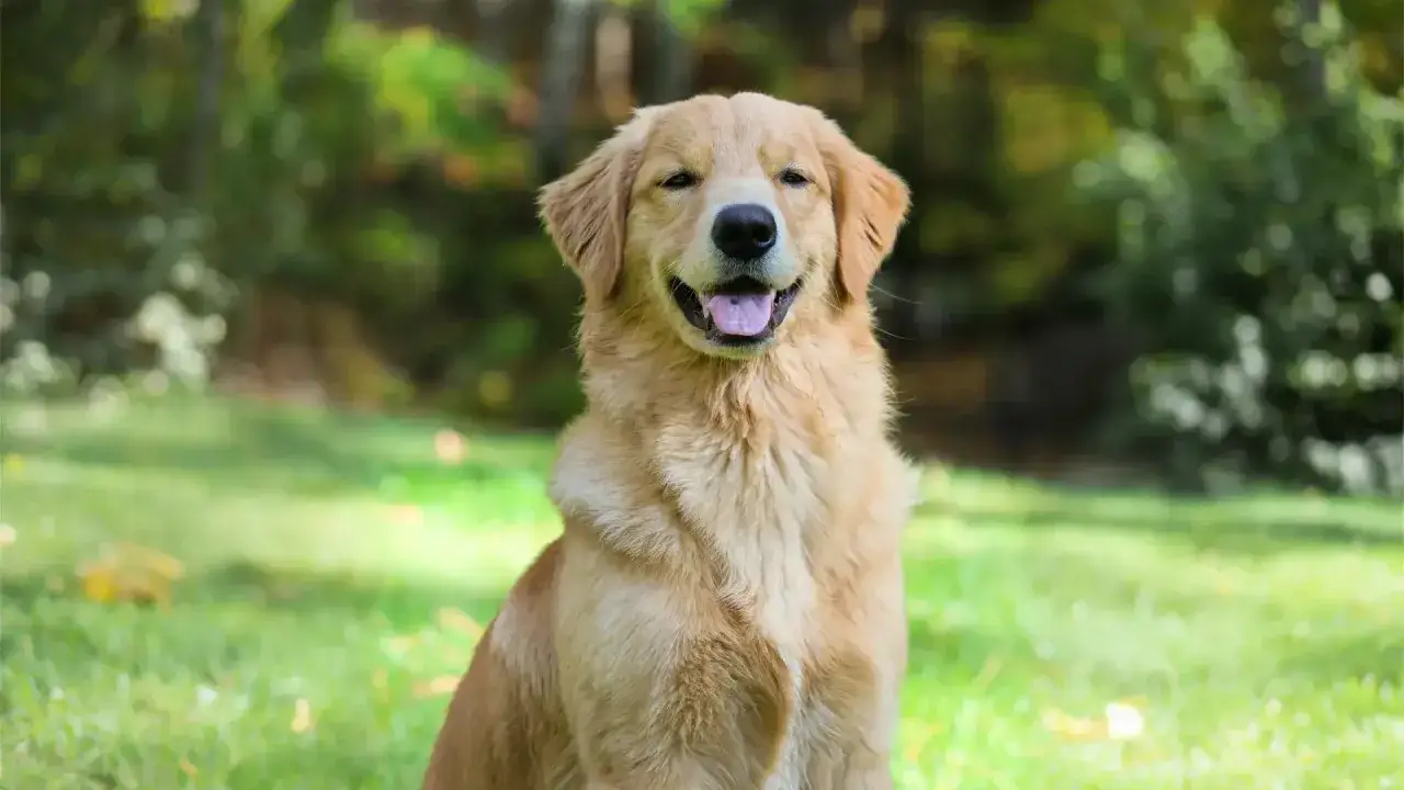 Uśmiechnięty golden retriever siedzi na trawie na tle zieleni.