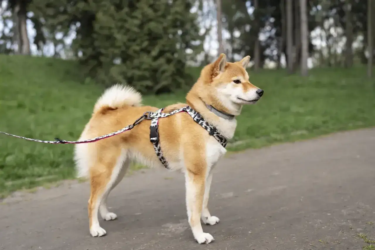 Uroczy shiba inu w szelkach i na smyczy spaceruje po parku.