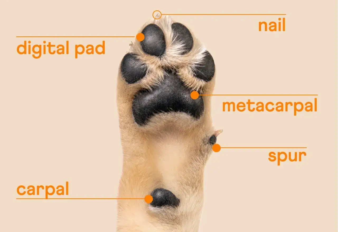 Anatomia łapy psa: widoczne opuszki palc&oacute;w (digital pad), pazur (nail), śr&oacute;dstopie (metacarpal), ostroga (spur) i nadgarstek (carpal).