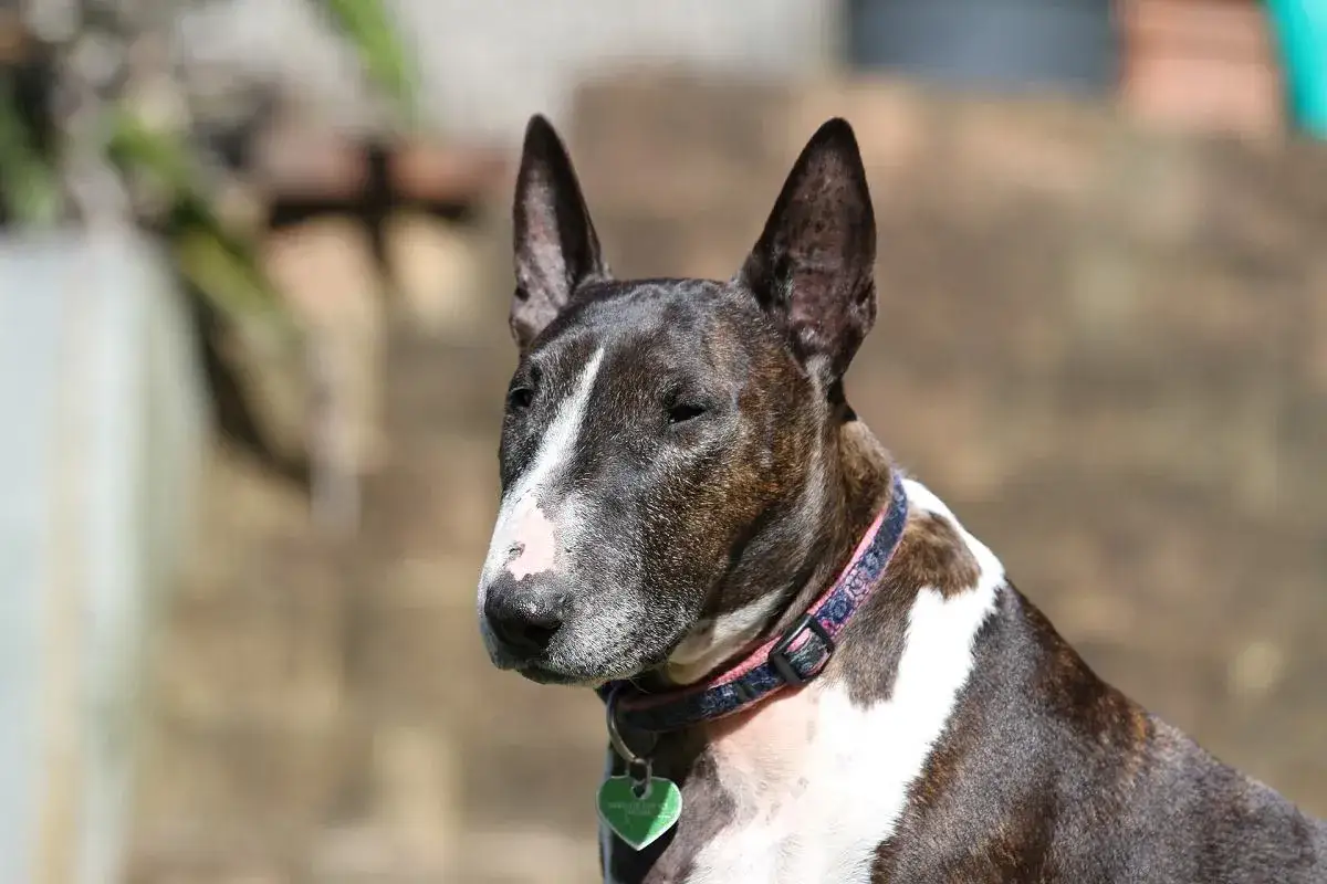 Bull terrier, pies o groźnym wyglądzie, ale o łagodnym spojrzeniu.