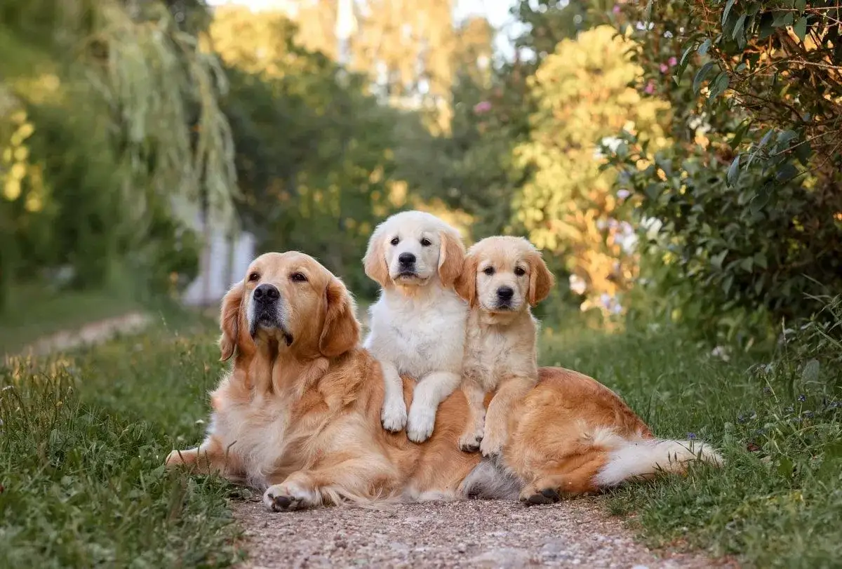 Rodzina golden retrieverów na tle zieleni. Urocze szczenięta siedzą na grzbiecie mamy. Wspaniałe hodowle psów to pasja.