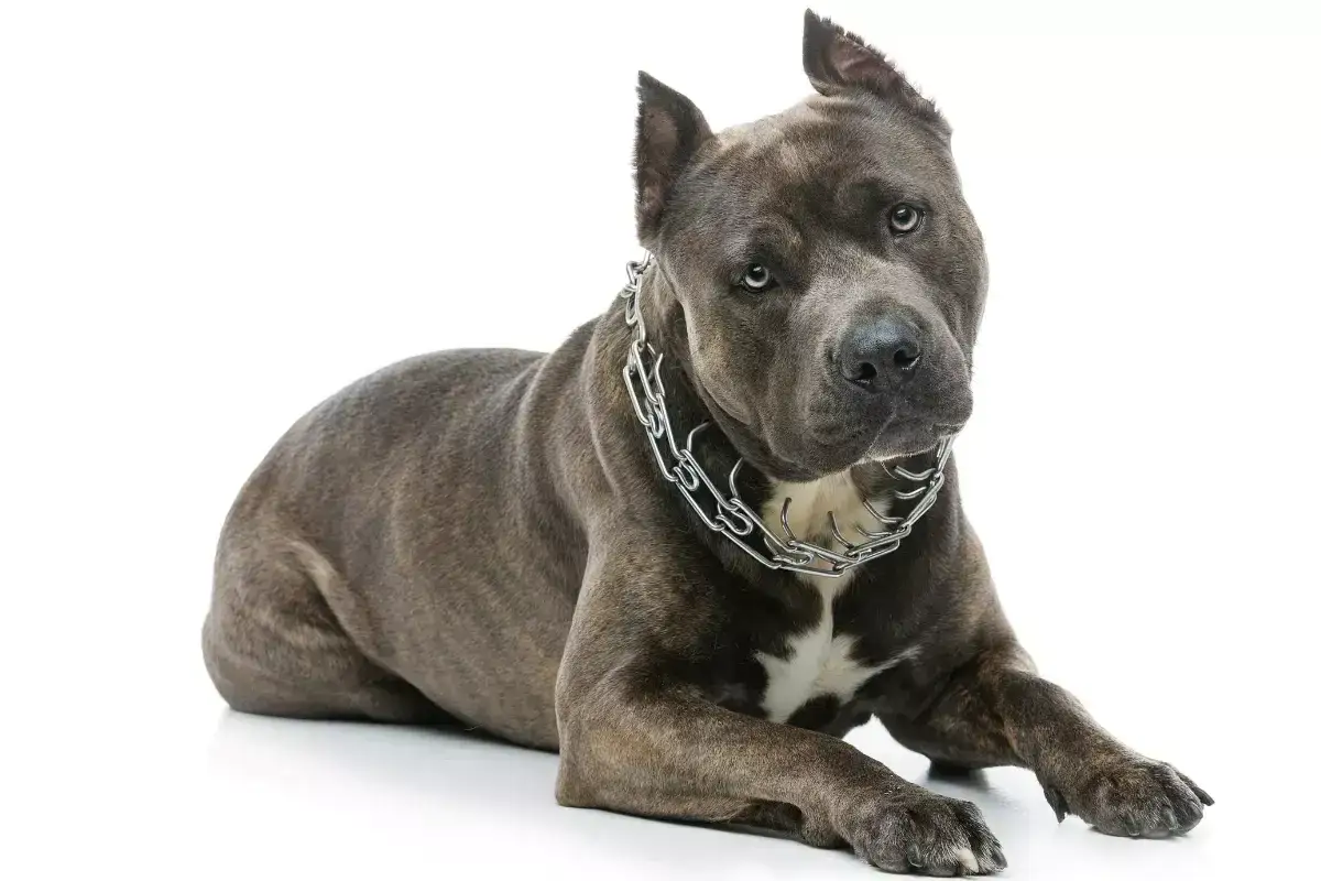 Szarobrunatny amstaff z metalowym łańcuchem na szyi leży na białym tle. Jego waga jest imponująca, a spojrzenie przenikliwe.