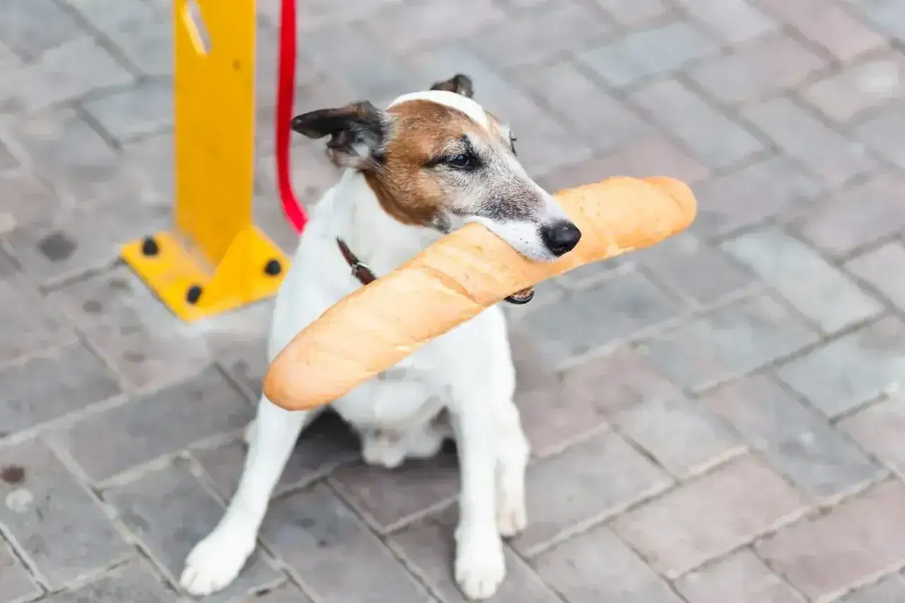 Piesek z bagietką w pysku. Czy psy mogą jeść chleb? Ten psiak chyba wie!