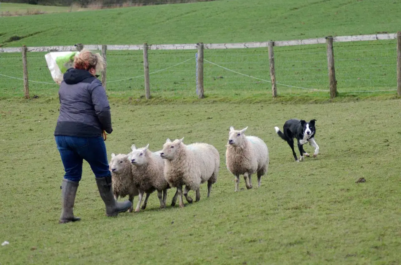 Zwinny border collie zagania owce na zielonej łące, podczas gdy kobieta obserwuje.