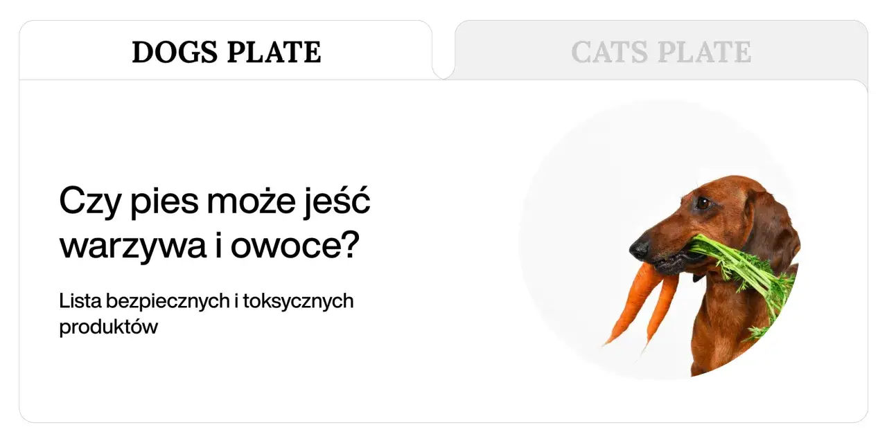 Jamnik z marchewką w pysku. Czy pies może jeść warzywa i owoce oprócz karmy? Lista bezpiecznych produktów.
