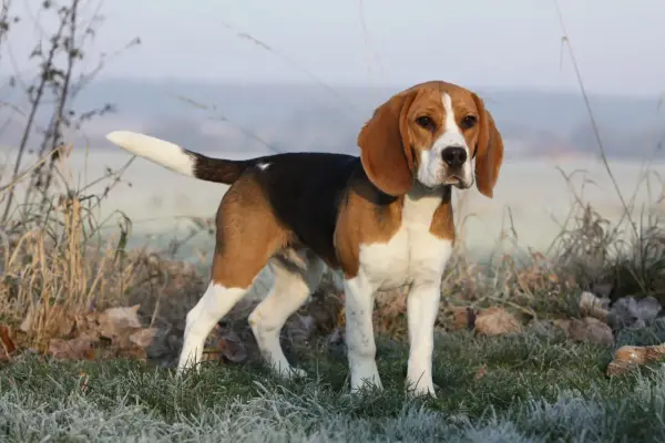 Dorosły beagle, wesoły piesek o trójkolorowym umaszczeniu, stoi na mroźnej trawie.