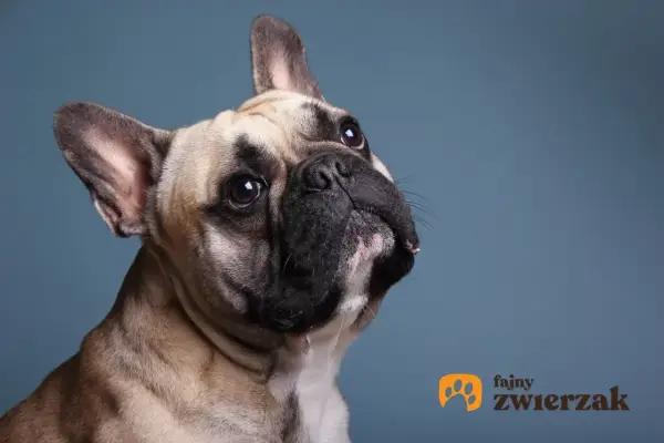 Uroczy buldog francuski z zaciekawieniem spogląda w górę. Jego waga jest idealna, by być pieszczochem.