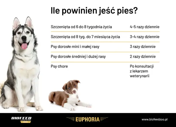 Tabela: ile powinien jeść szczeniak i dorosły pies. Podano częstotliwość karmienia w zależności od wieku i wielkości psa.